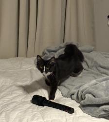 Lost Female Cat last seen Near 4th street, Chamblee, GA 30341