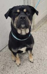 Shelter Stray Male Dog last seen Near N Lewis Ave, 64157, MO, Kansas City, MO 64132
