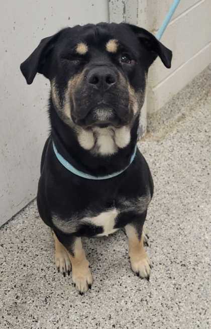 Shelter Stray Male Dog last seen Near N Lewis Ave, 64157, MO, Kansas City, MO 64132