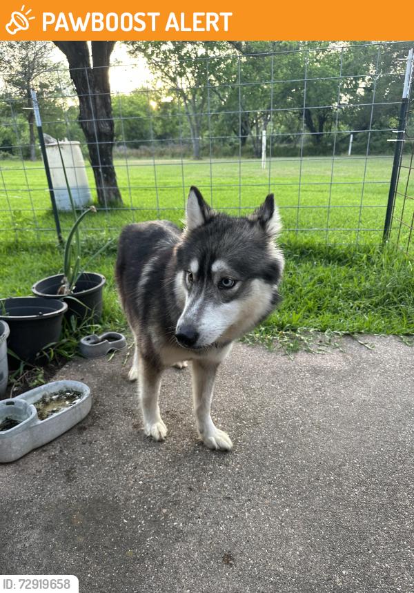 Found/Stray Female Dog last seen Fm 429, Kaufman County, TX 75161