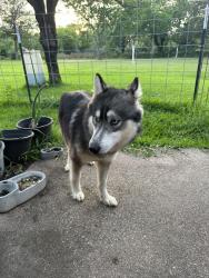 Found/Stray Female Dog last seen Fm 429, Kaufman County, TX 75161