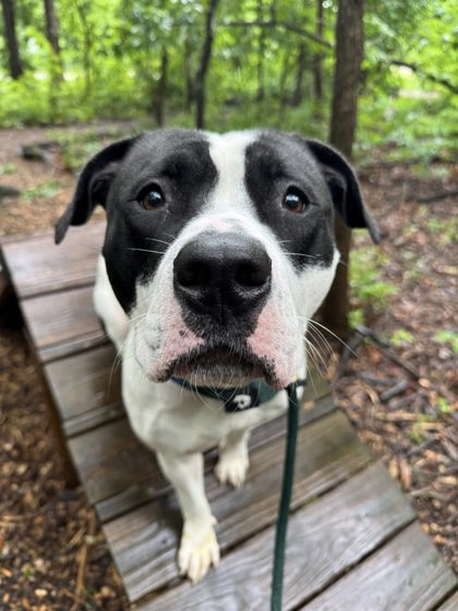 Shelter Stray Male Dog last seen Near Siegwart Ln., 21229, MD, Baltimore, MD 21230