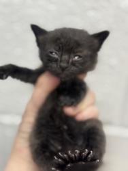 Shelter Stray Male Cat last seen Near Barclay St, 21218, MD, Baltimore, MD 21230