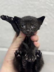 Shelter Stray Female Cat last seen Near Barclay St, 21218, MD, Baltimore, MD 21230