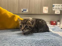 Shelter Stray Male Cat last seen W 42nd StKansas City, MO 64111, 64111, MO, Kansas City, MO 64132