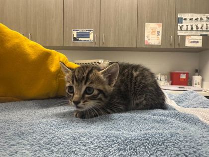 Shelter Stray Male Cat last seen W 42nd StKansas City, MO 64111, 64111, MO, Kansas City, MO 64132