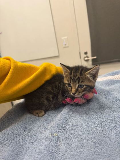Shelter Stray Male Cat last seen W 42nd StKansas City, MO 64111, 64111, MO, Kansas City, MO 64132