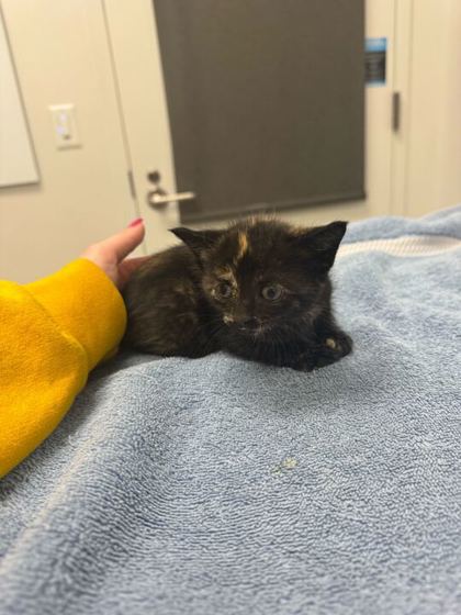 Shelter Stray Female Cat last seen W 42nd StKansas City, MO 64111, 64111, MO, Kansas City, MO 64132