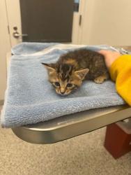 Shelter Stray Female Cat last seen W 42nd StKansas City, MO 64111, 64111, MO, Kansas City, MO 64132