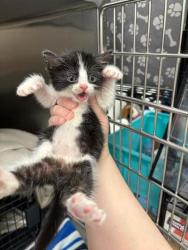 Shelter Stray Female Cat last seen Manchester Ave and 79th St, KCMO, 64138, 64138, MO, Kansas City, MO 64132