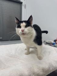 Shelter Stray Male Cat last seen Elmwood Ave & E 24th St, 64127, 64127, MO, Kansas City, MO 64132