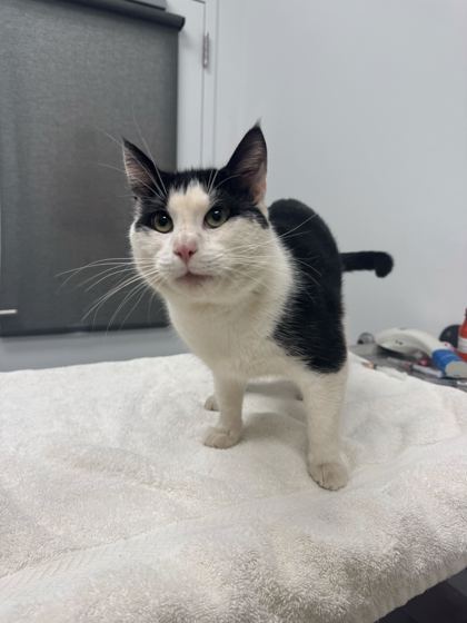 Shelter Stray Male Cat last seen Elmwood Ave & E 24th St, 64127, 64127, MO, Kansas City, MO 64132