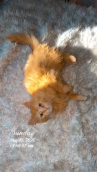 Reunited Female Cat last seen Near Regina Street, Allouez, WI 54301