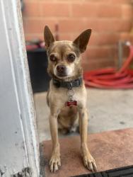 Lost Male Dog last seen Paramount Blvd and Orizaba Ave, Paramount, CA 90723