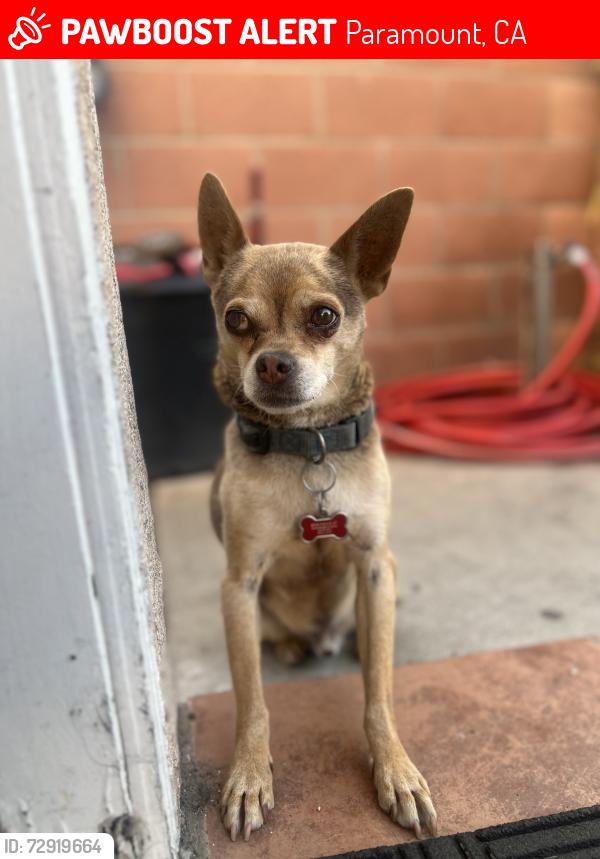 Lost Male Dog last seen Paramount Blvd and Orizaba Ave, Paramount, CA 90723