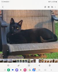 Lost Male Cat last seen Shelby Park , Nashville, TN 37206