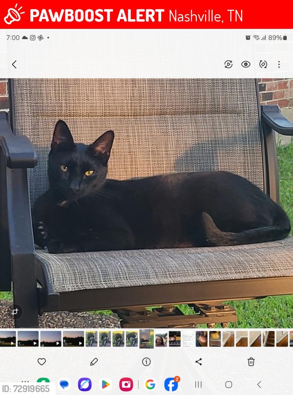 Lost Male Cat last seen Shelby Park , Nashville, TN 37206