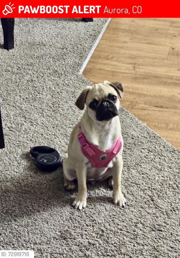 Lost Female Dog last seen Havana & Florida, Aurora, CO 80247