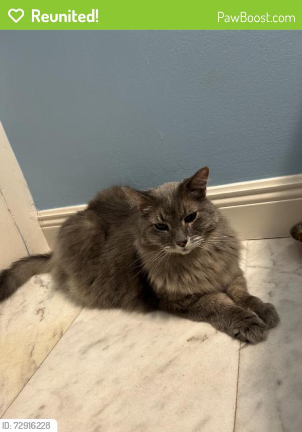 Reunited Male Cat last seen Coconut Creek, FL, USA, Coconut Creek, FL 33066
