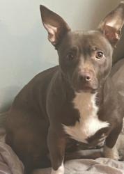Lost Female Dog last seen North tremont street , Indianapolis, IN 46222