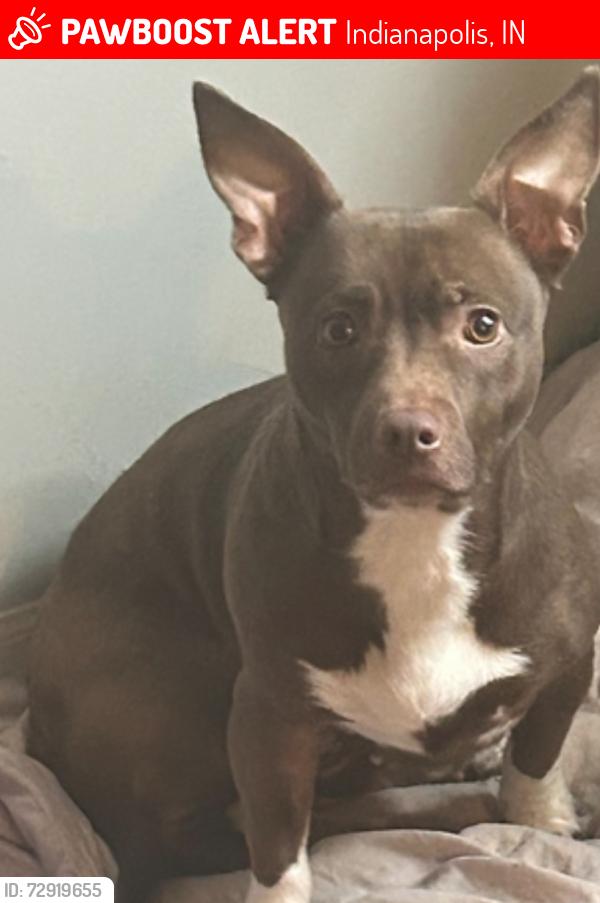 Lost Female Dog last seen North tremont street , Indianapolis, IN 46222