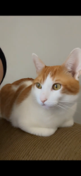 Lost Male Cat last seen 1/62 Mac stop area, Portland, OR 97233