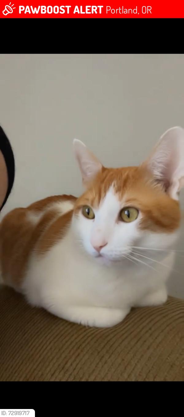 Lost Male Cat last seen 1/62 Mac stop area, Portland, OR 97233