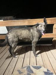 Found/Stray Male Dog last seen Highway 313, Algodones elementary school, Algodones, NM 87001