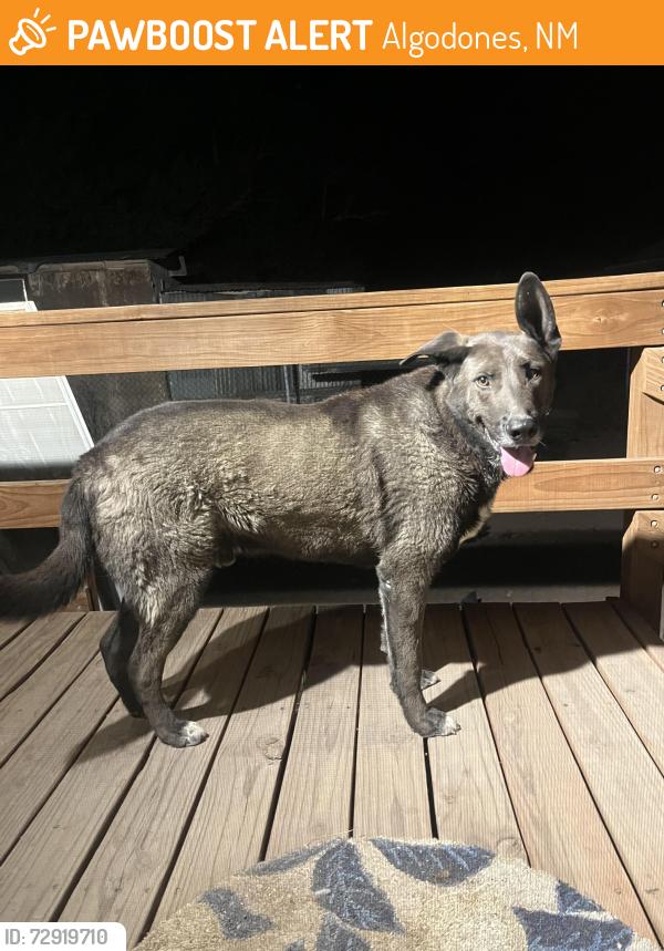 Found/Stray Male Dog last seen Highway 313, Algodones elementary school, Algodones, NM 87001