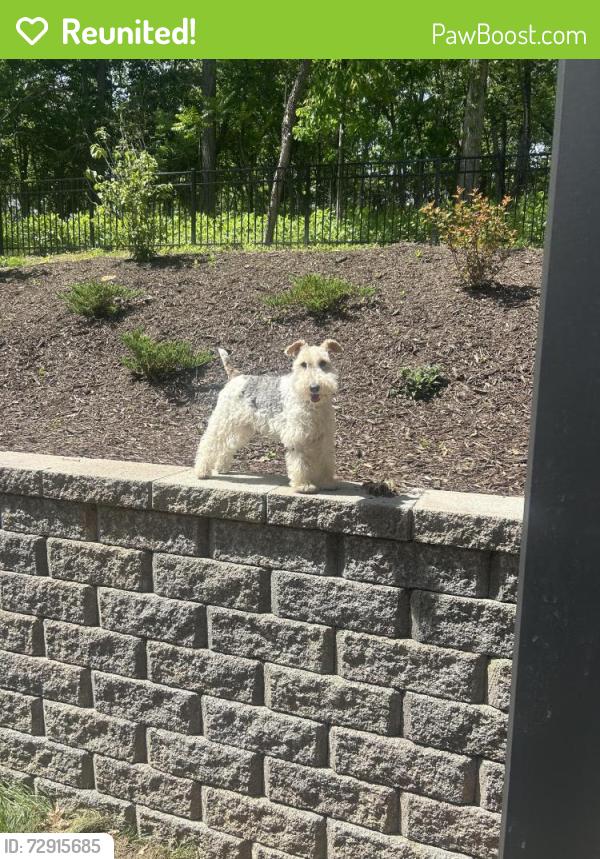 Reunited Female Dog last seen Mudlick Road SW, Roanoke, VA 24018
