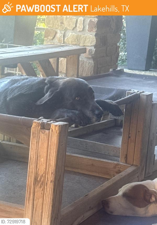 Found/Stray Male Dog last seen PR 37 by Paps Italian restaurant , Lakehills, TX 78056