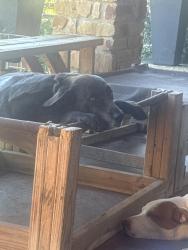 Found/Stray Male Dog last seen PR 37 by Paps Italian restaurant , Lakehills, TX 78056