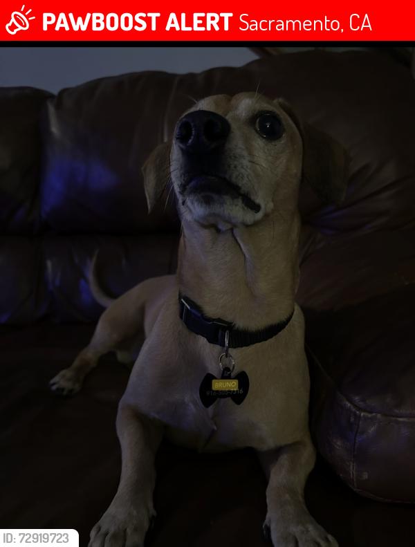 Lost Male Dog last seen Stockton and florin , Sacramento, CA 95828