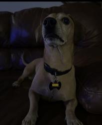 Lost Male Dog last seen Stockton and florin , Sacramento, CA 95828