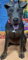 Found/Stray Unknown Dog last seen Located at Rockdale County Animal Service, 1506 Rockbridge Road, Conyers, GA 30012, Conyers, GA 30012
