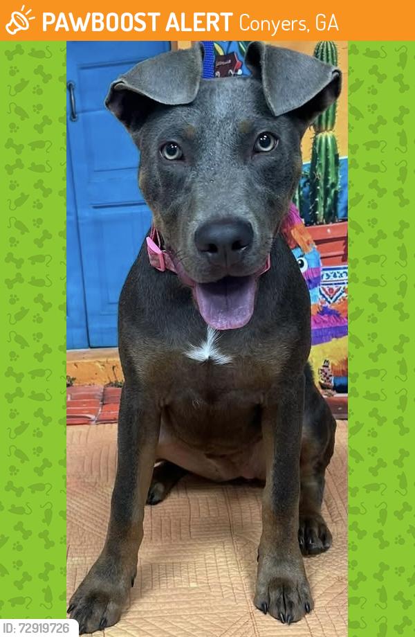 Found/Stray Unknown Dog last seen Located at Rockdale County Animal Service, 1506 Rockbridge Road, Conyers, GA 30012, Conyers, GA 30012