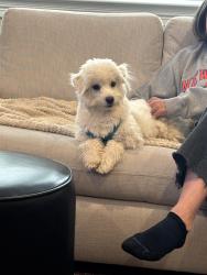 Reunited Male Dog last seen Fairfield and Watchung and Montclair Ave. , Montclair, NJ 07042