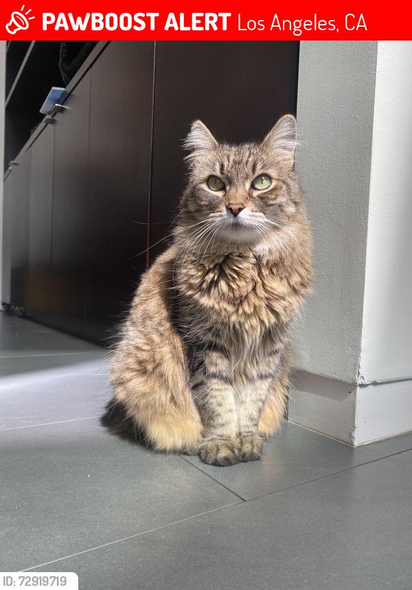 Lost Female Cat last seen Hayvenhurst Ave, Los Angeles, CA 91436