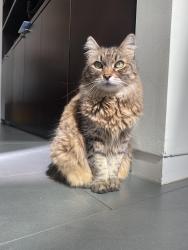 Lost Female Cat last seen Hayvenhurst Ave, Los Angeles, CA 91436