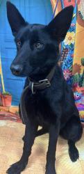 Found/Stray Unknown Dog last seen Located at Rockdale County Animal Service, 1506 Rockbridge Road, Conyers, GA 30012, Conyers, GA 30012