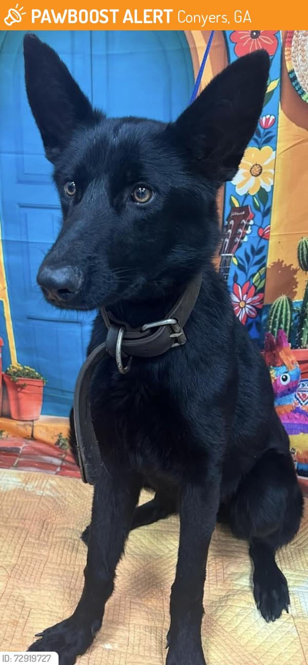Found/Stray Unknown Dog last seen Located at Rockdale County Animal Service, 1506 Rockbridge Road, Conyers, GA 30012, Conyers, GA 30012