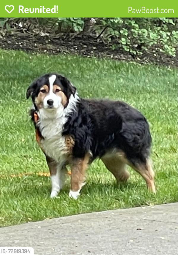 Reunited Male Dog last seen Laurelton Ave NW and Poplarwood NW. Jackson TWP, North Canton, OH 44718