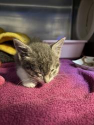 Shelter Stray Male Cat last seen SE Tibbets/ SE 24th, PORTLAND, OR, 97202, 1700 W Historic Columbia River Hwy, Troutdale, OR 97060, USA