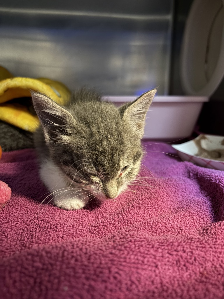 Shelter Stray Male Cat last seen SE Tibbets/ SE 24th, PORTLAND, OR, 97202, 1700 W Historic Columbia River Hwy, Troutdale, OR 97060, USA
