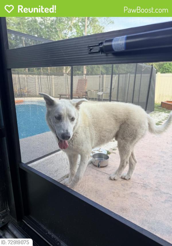 Reunited Male Dog last seen Cholo Trail, Jacksonville, FL 32244, USA, Jacksonville, FL 32244