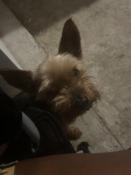 Reunited Male Dog last seen Plantation Crest and Beachy Ct, Katy, TX 77449