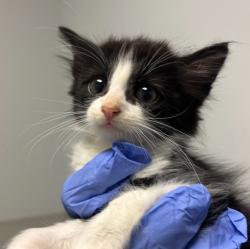 Shelter Stray Male Cat last seen S 30th Street, San Diego, CA, 92113, San Diego, CA 92110