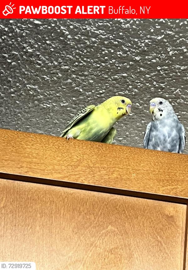 Lost Female Bird last seen Niagara st, Buffalo, NY 14207