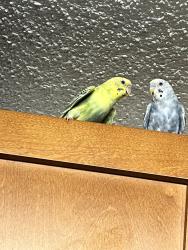 Lost Female Bird last seen Niagara st, Buffalo, NY 14207