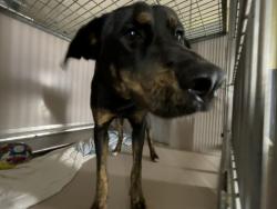 Shelter Stray Female Dog last seen E 211th Street, BRONX, NY, 10467, New York, NY 10029